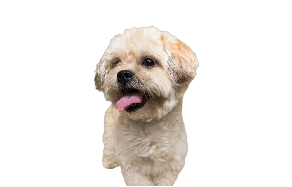 Charlie, Heba's dog, whose emergency vet bill helped start Leona