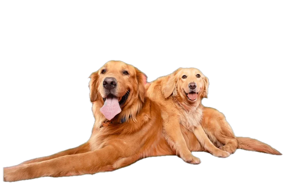 Leo and Corona, the two Golden Retrievers who gave Leona its name